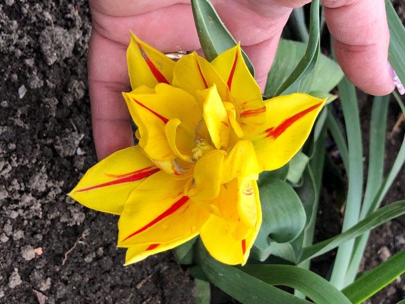 C3F4AC5C-A999-4CD2-9689-83BCD6AA6C0A - Lalele