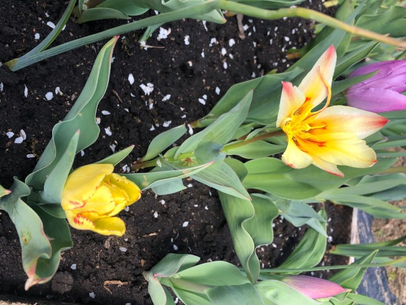 56AB4D4B-25F4-4E40-9CE8-3B71D6FA6371 - Lalele