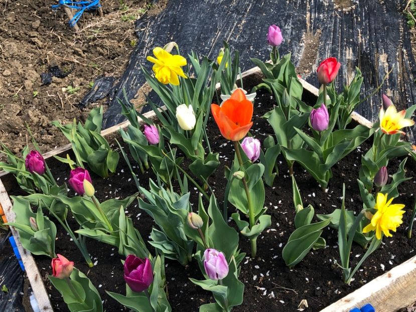 305003EA-20D5-4D02-ACBE-E3F71083A698 - Lalele