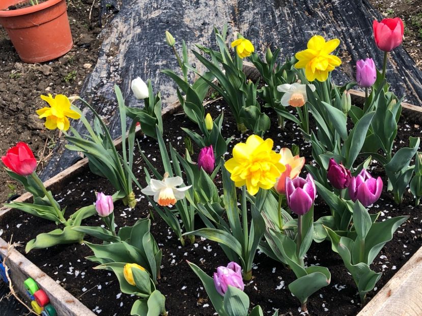 DD526325-869A-4E10-904A-01FDD1EBA459 - Lalele