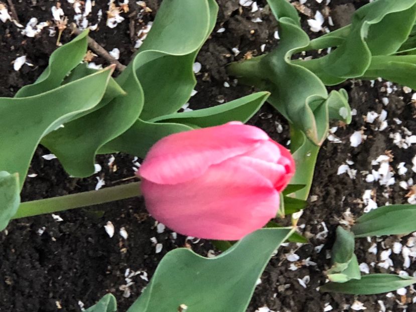 C08B91F2-3BC2-45D4-B295-B33D32527B0C - Lalele