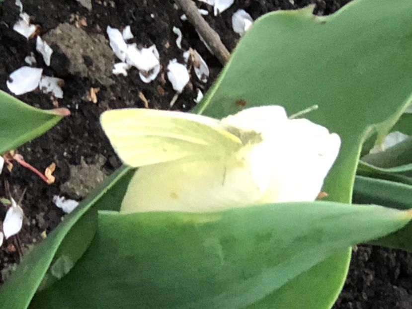 0B17BB02-5CEE-4A91-B876-5BCCB53F82AB - Lalele