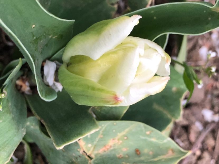 3BBC0160-FAD0-4146-B30F-7071EDCDAF15 - Lalele