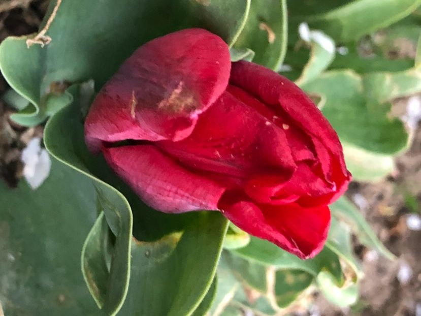 DED3E70D-0478-4E45-AAEC-1A5BB19222FC - Lalele