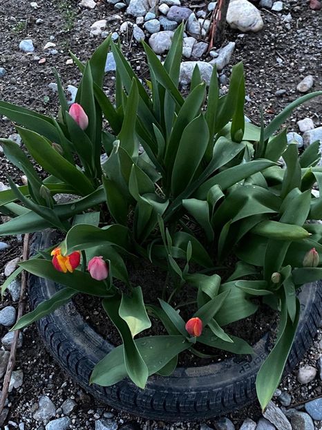 B9676011-AB5D-421E-8FF8-17CC59C882B5 - Lalele