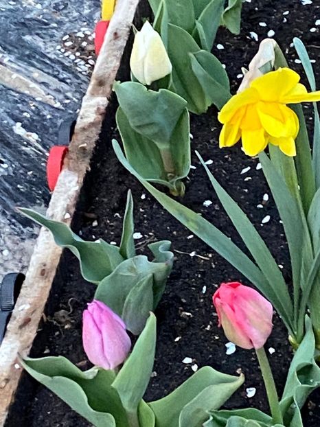 000E9B2C-A736-4F47-A129-96C85ADEB5F9 - Lalele