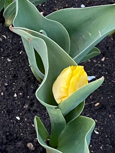 DA27461D-743A-45A8-AB23-A170D521E53A - Lalele