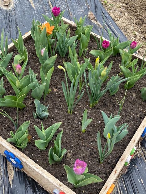 BD8E983A-7BC8-4A5C-9989-485E554F27A9 - Lalele