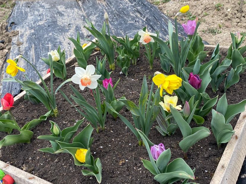 8DCFDEA4-08C4-4ABB-9CF7-67D5552CC664 - Lalele