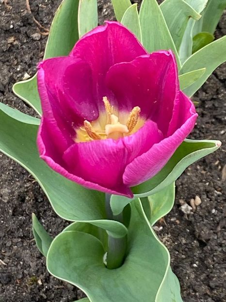 534A8E99-1686-4AB5-9A5B-19A4D4C480A5 - Lalele