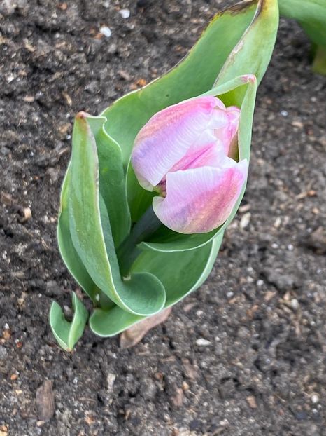 2F33C7C2-2B6E-4D52-BFB9-483AD7D025C8 - Lalele