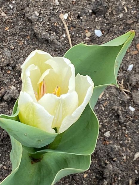 C90D55C6-063B-49B1-8F62-4EFA5DE25037 - Lalele