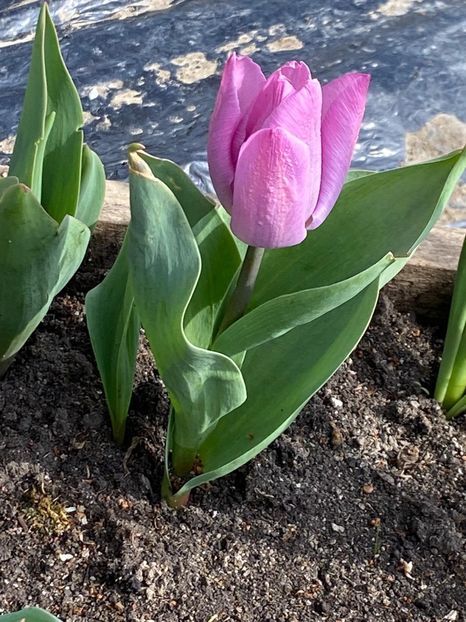 C6228BDE-7498-4BC4-8E98-A7257DC58CC2 - Lalele