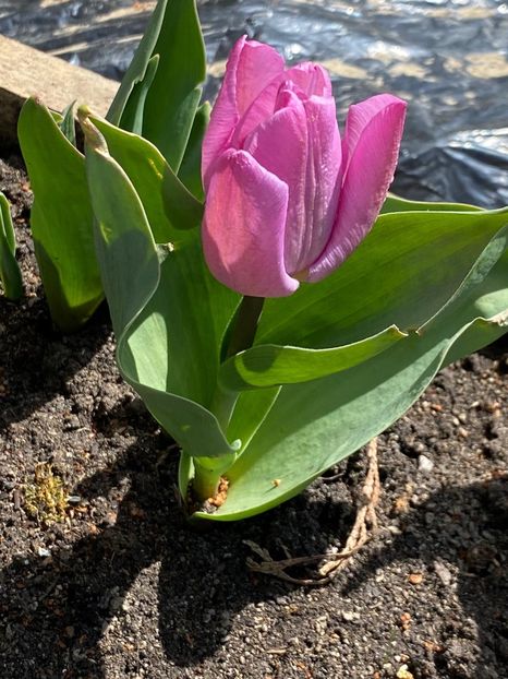 FCBAD8E5-E816-4F5A-AC3A-47F5222D64AA - Lalele