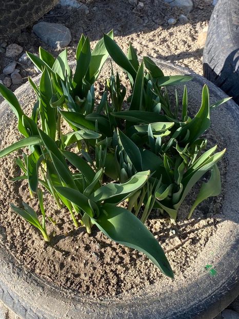 EBE99B84-50A3-4174-A12D-AC8CE6F955AB - Lalele