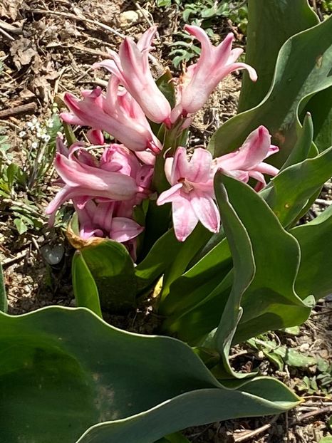 3C9B6D84-AD0B-4AB6-A875-3D36AE126B94 - Zambile