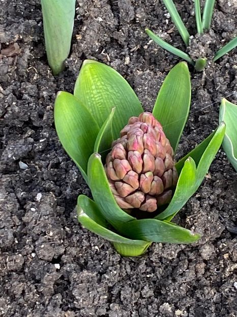 58616916-FBE6-4796-A551-7D6AFB4A2F6B - Zambile