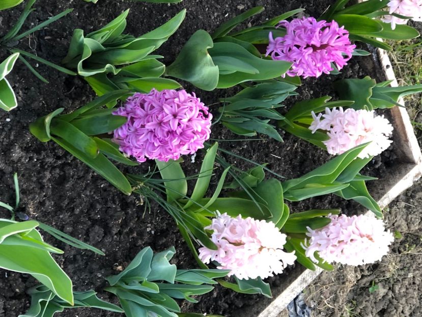 F3C0E950-44AE-4012-B902-C6D935A5CC78 - Zambile