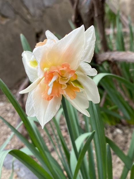 E438AB14-2B60-41CF-B832-E5A572C9C335 - Narcise