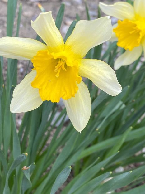 92F6B1C1-5294-44E7-B9A2-FFB3659DDF7A - Narcise