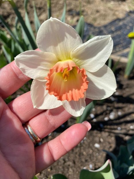 8B9EF22A-0348-4B99-85F0-D79640904C6C - Narcise