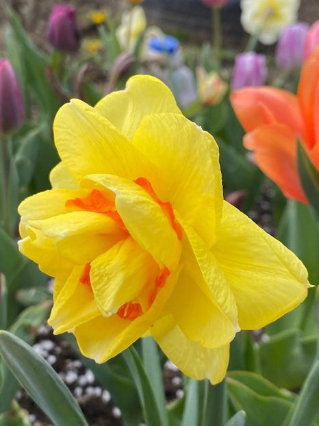 8C4022B4-EFA2-41A9-A39C-F27A34C9DAB4 - Narcise