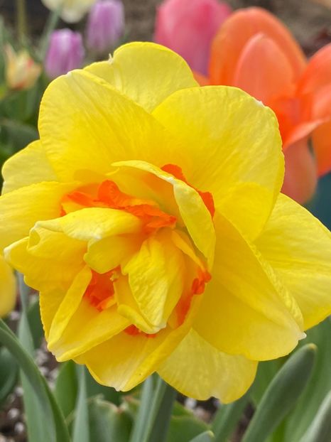 01762A9F-4316-47F6-A901-D46B7F00A7C4 - Narcise