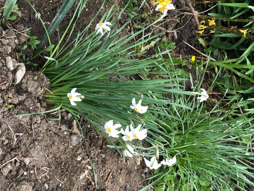 6925AF90-3BB8-40C4-AA2A-D9BD25463530 - Narcise