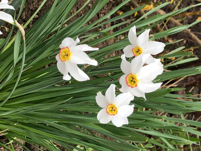 B3C0448D-7B4D-48CB-9BC7-84D01BF499B9 - Narcise