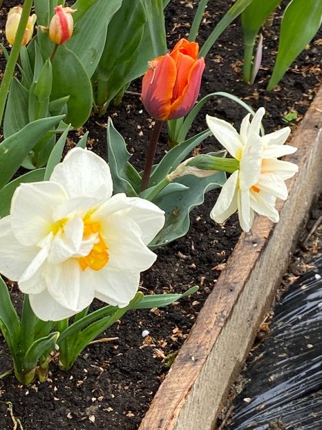 06AA4914-D0A4-4B44-959D-B1C75A8A5C53 - Narcise