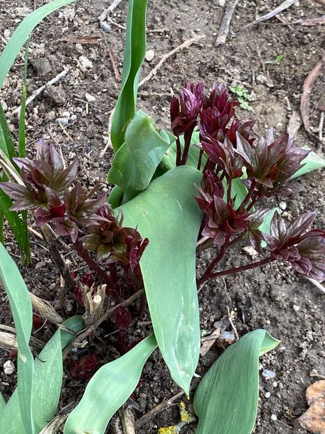 77840224-EADC-4581-BD62-CFBA2BAC8C3F - Bujor