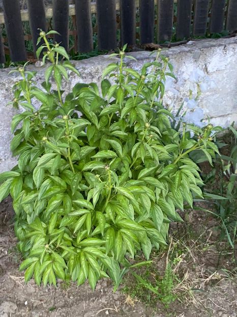 A5D1FB26-EDF5-4ED3-AB2A-0C1FCA795217 - Bujor