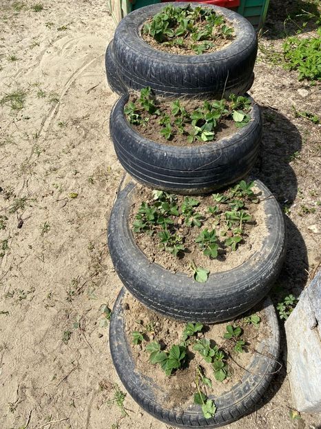 67A822AB-9064-4218-9550-505DB8D14464 - Căpșuni