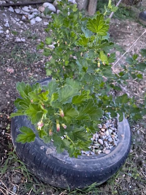 B71A9EB0-5FE9-4CC8-826A-52A5FA57ED82 - Coacăz roși - negru Goji si Agriș