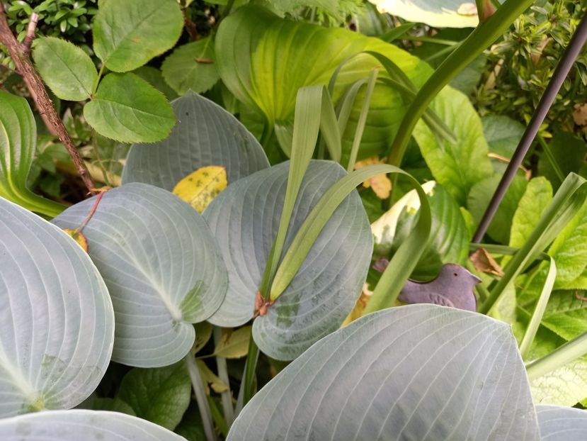 Hosta Moody Blues - Grădina 2021 continuare 2