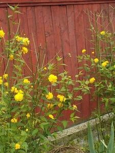 114445197_WPHQTOS3 - kerria