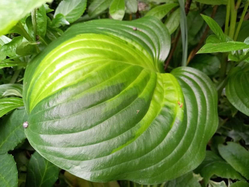 Hosta Cathedral Windows - Grădina 2021 continuare 2