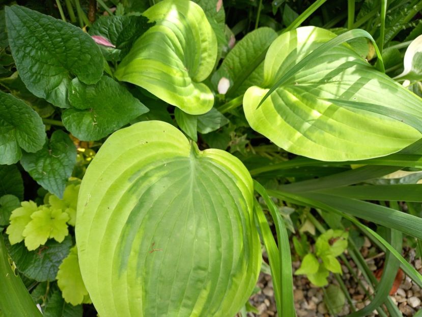 Hosta Moon Split - Grădina 2021 continuare 2