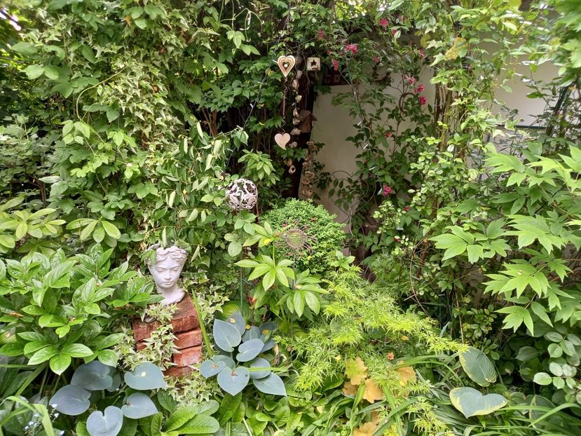  - Grădina 2021 continuare 2