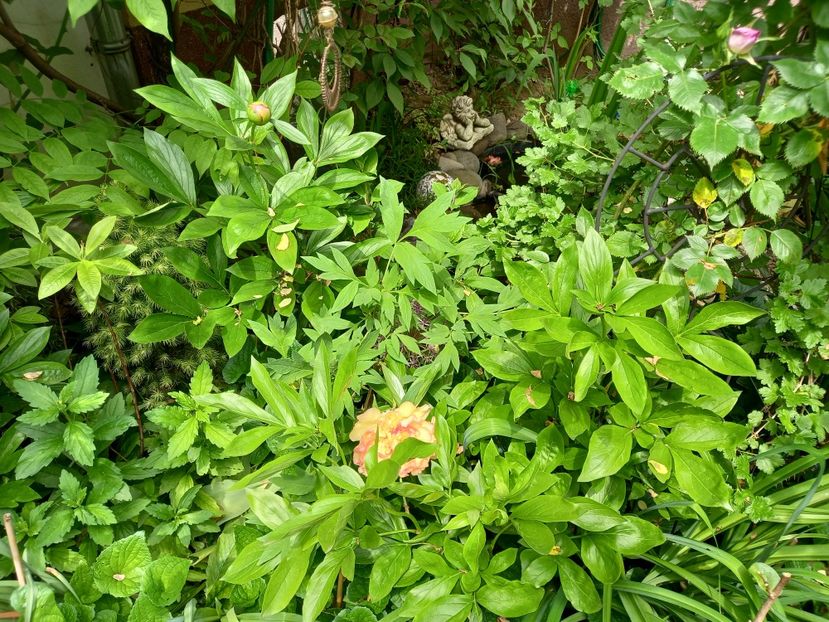  - Grădina 2021 continuare 2