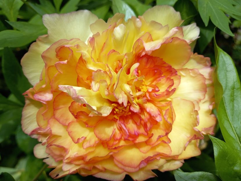 Kinkaku - Grădina 2021 continuare 2