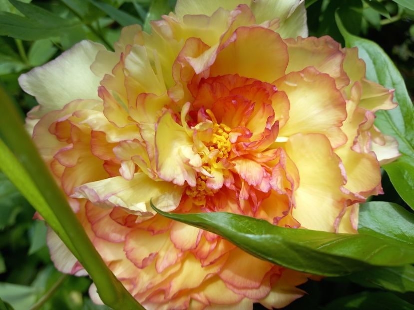  - Grădina 2021 continuare 2