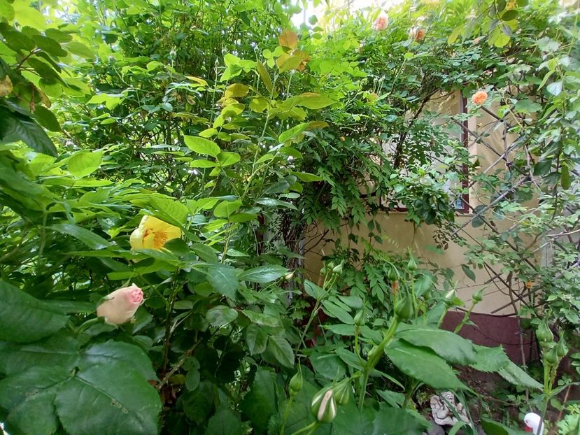  - Grădina 2021 continuare 2