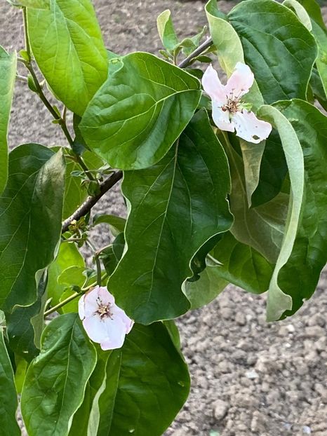 1CC42D5A-67E5-4870-AEAF-66E125B7A2F1 - Gutui si Smochin 2021