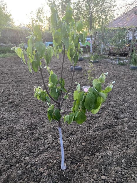 6BB37575-E971-49F4-92C0-79F23C7B8B1B - Gutui si Smochin 2021