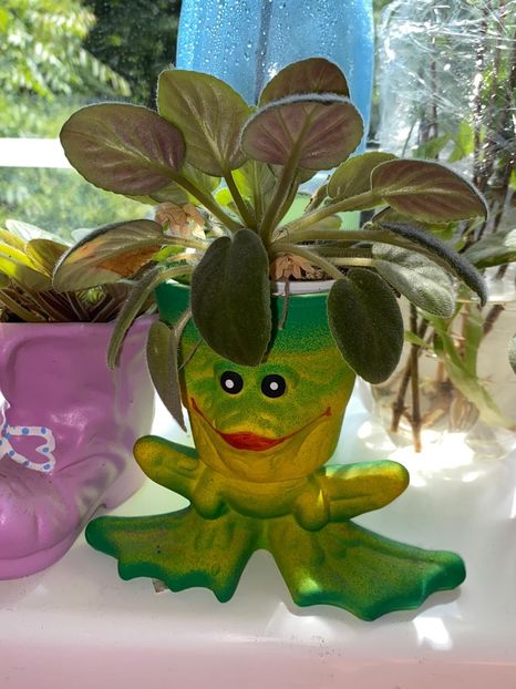 0153FA55-F668-4CE6-B345-87B6253DFC09 - Violete