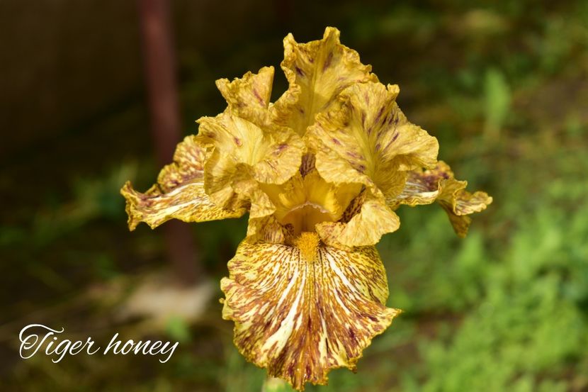 AddText_05-30-12.04.12 - Iriși 2021