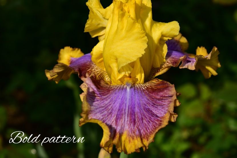 AddText_05-30-12.00.38 - Iriși 2021