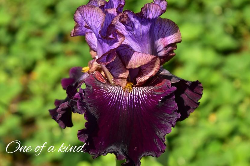 AddText_05-30-11.58.37 - Iriși 2021