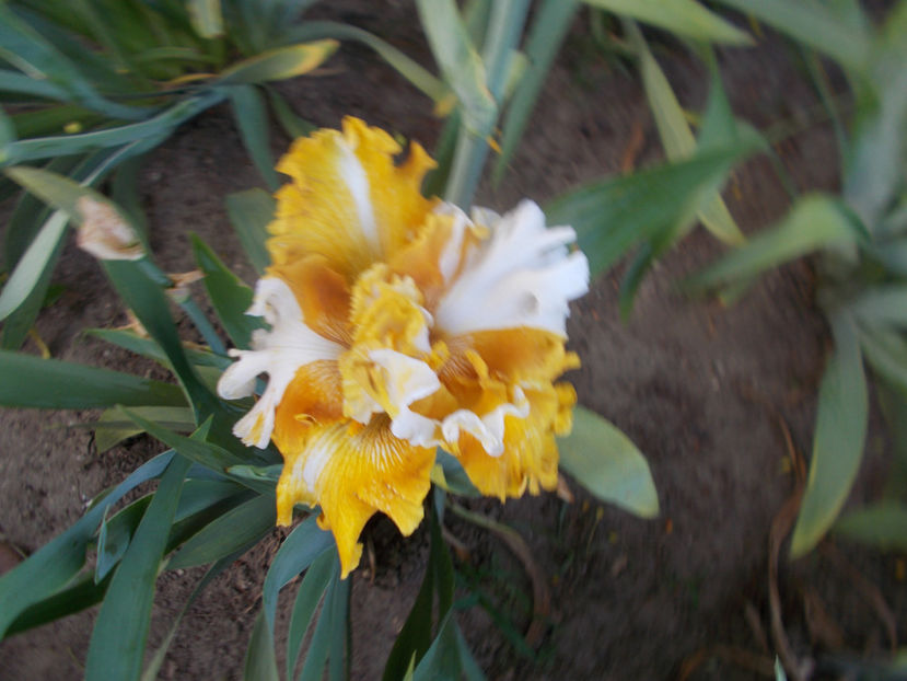 T-z-r10,6-why be normal-28 - IRISI INALTI SI MEDII DISPONIBILI IN-2023 capitol 1